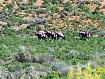 Route 62 Game Farm Montagu